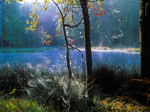 Leśne jezioro