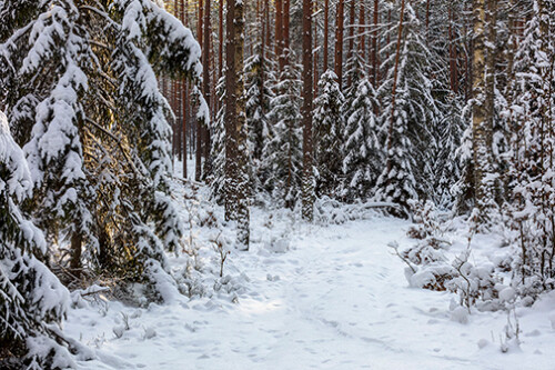 Śnieg i las
