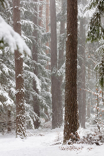 Śnieżyca w lesie