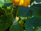 Kwiat Dynia (Cucurbita L.)