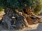 Stare drzewo oliwne
