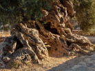 Najstarsze drzewo oliwne